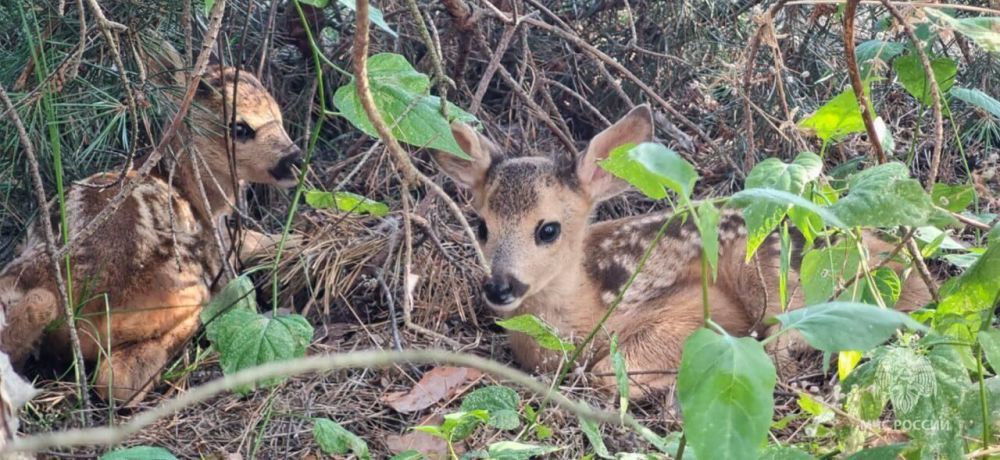 � ���� ������ � ��� ������ ���� ������