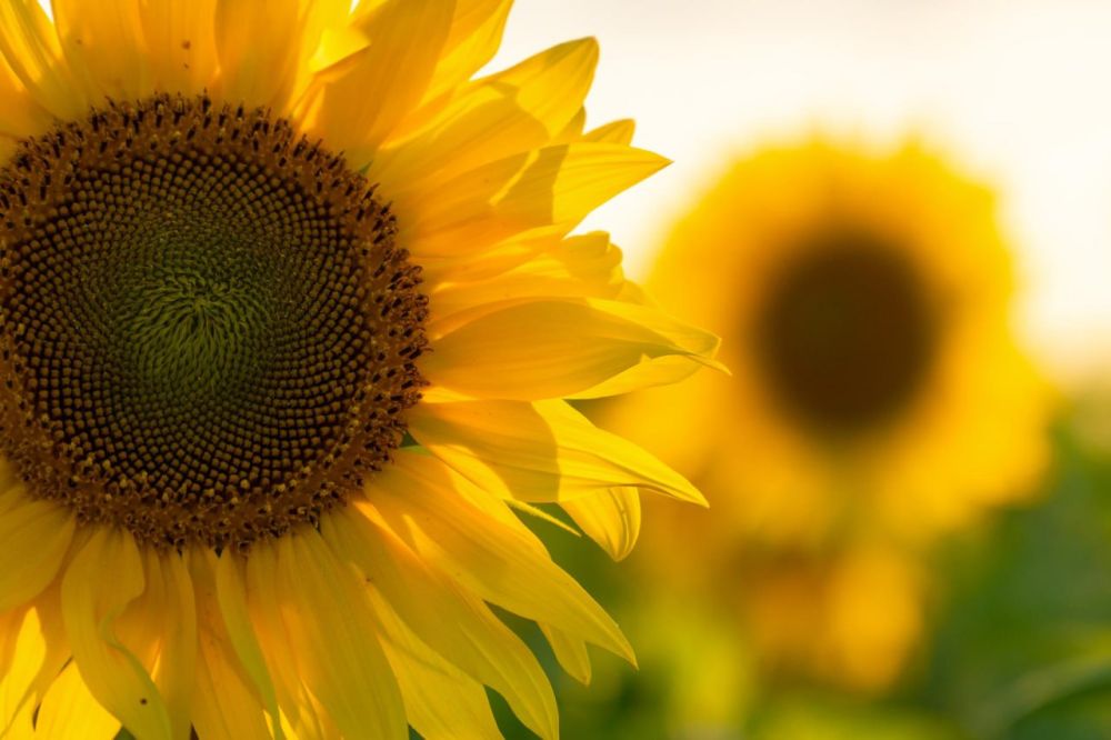 � ����� �������� ������� ����� 1 ��� ���� �������������