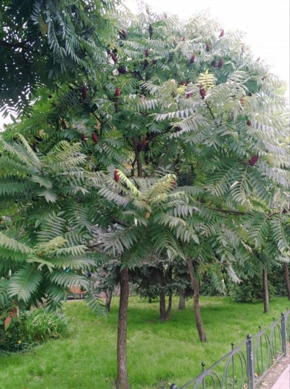 ���������� �������� ������������