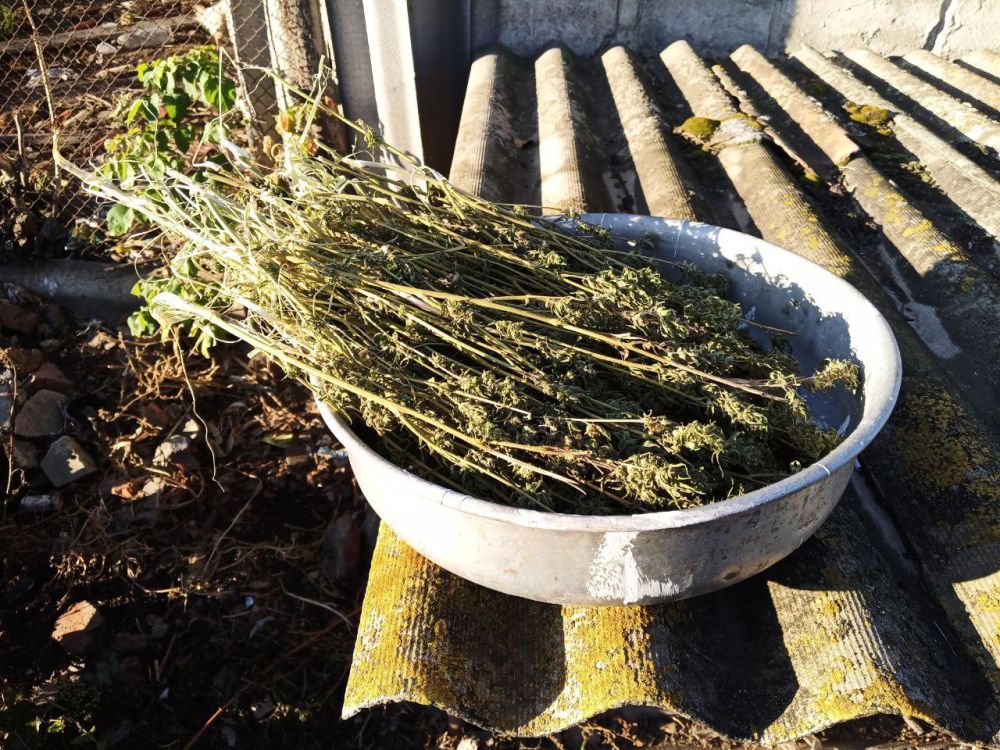 ������������ � ���������� 1981 �.�. ������ ������������� ��������