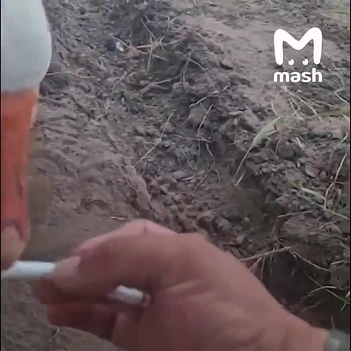 � ���������� ������ �� �������-��������� ����������� �������� ���� ������