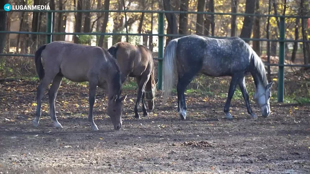 ����������� ������ ����� ������� 32 �������� �������