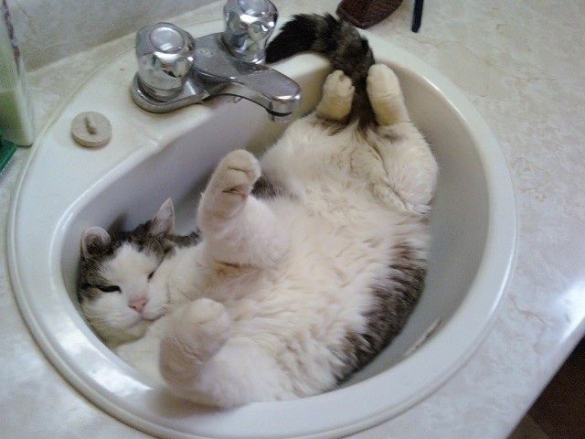 ������ ���� �� ��������� ������� �������� �������� ����������