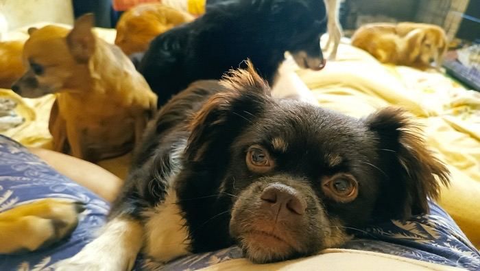 Луганское региональное отделение ЛДПР во Всемирный день доброты запустило благотворительную акцию "Протяни руку лапам" по сбору помощи для бездомных животных