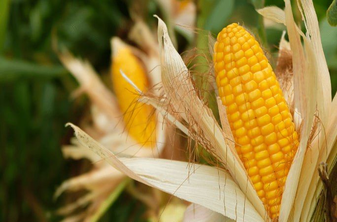 �� ���������� �������� � ��������� �������� ���������, ����������� � ���������� �������� ������������ ������ �������������