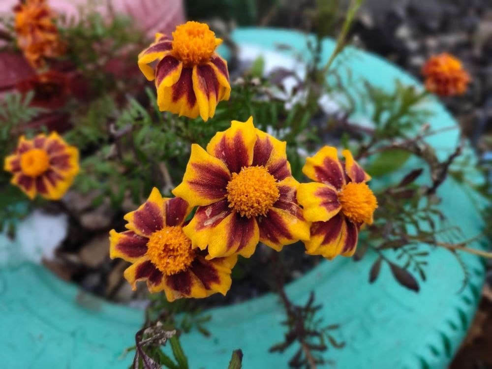 ����� ������ ����� ����� �� ������� ��������