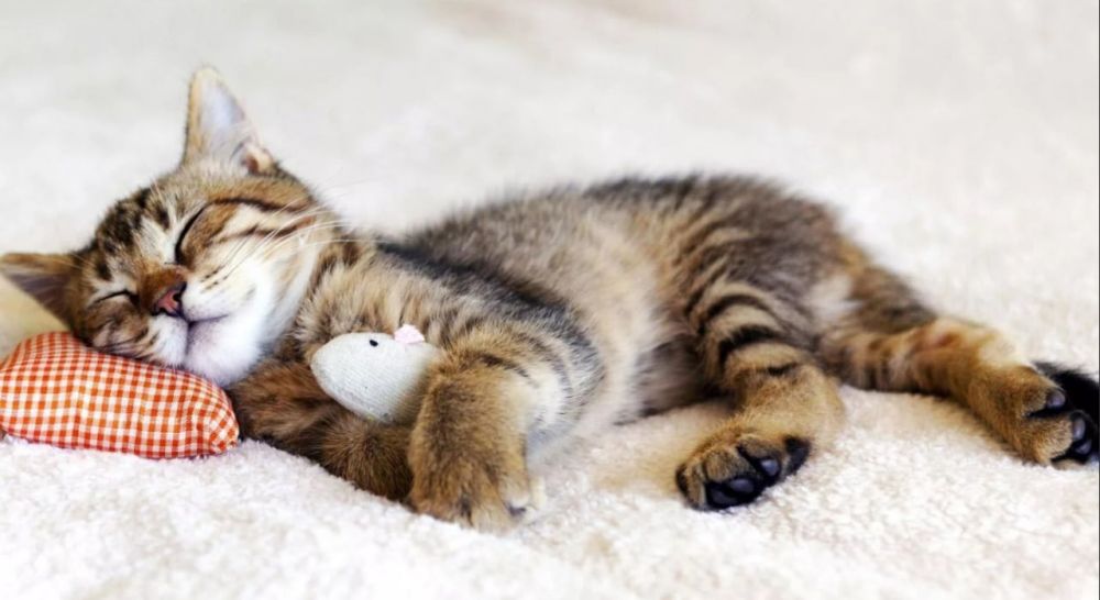 ������� ��� �������, ����� ��� � 2024 ���� ����� ����������� � ��������