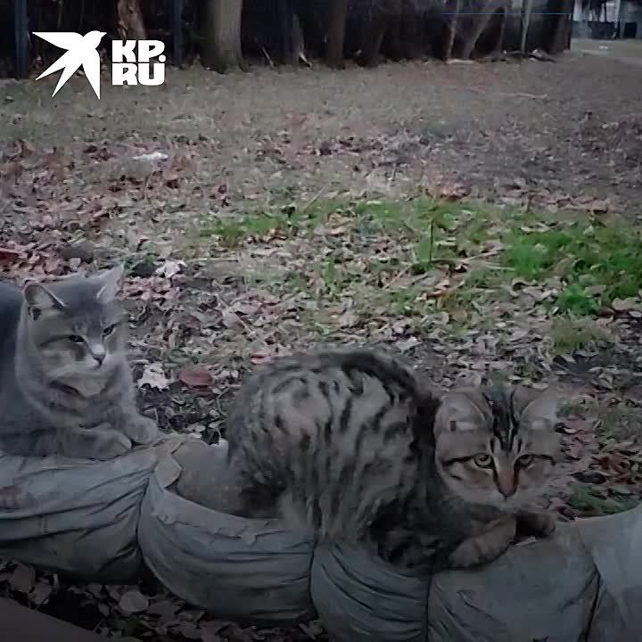 �������� ��������������������� ��������