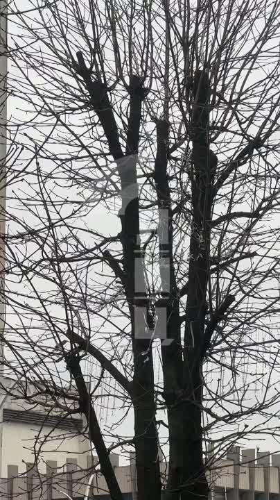 ���� ��� �����: 1 ������� �� ���������