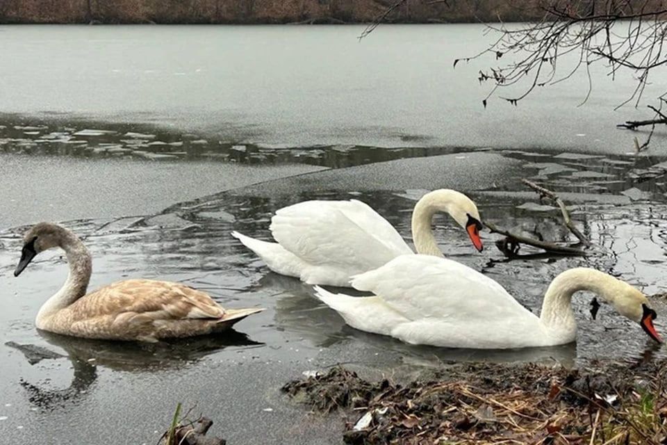 � ��� ���������� ��� ������ �������� � ��� �������