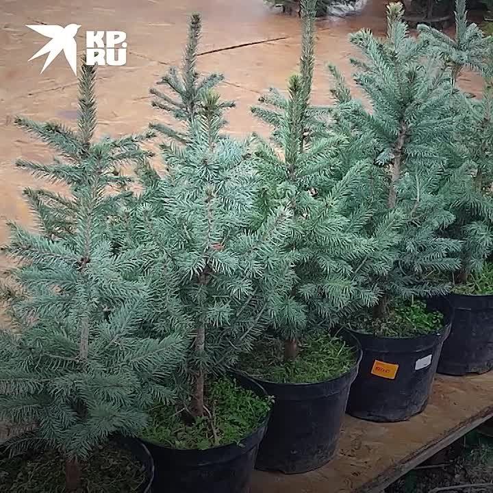 ������� ����� ���������� ������