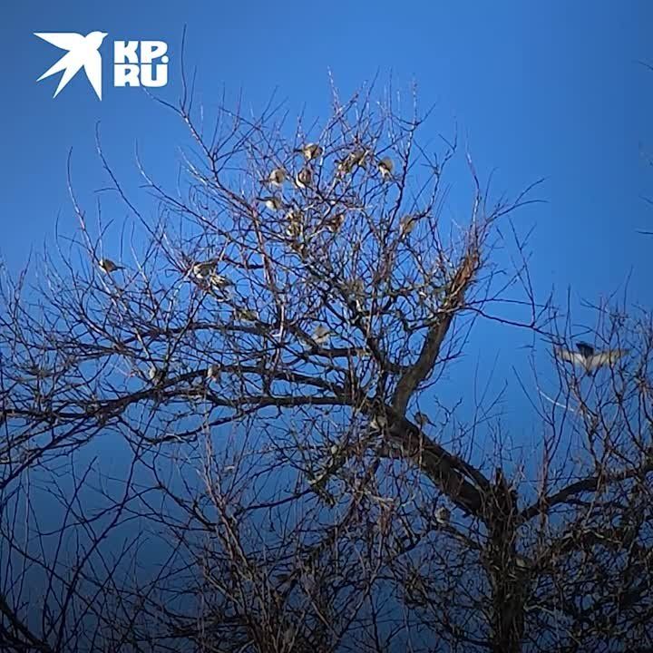 � ����� ����������� ����������, ����� ������� �� ����� 21: ��� ���������� � ��� ����� ��������� 9 ������ 2024