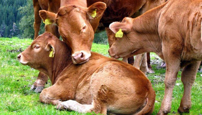 ������������ � ���� ��������