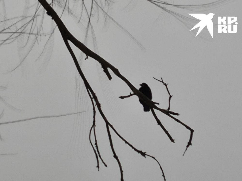 � ������ ����� ����� ����