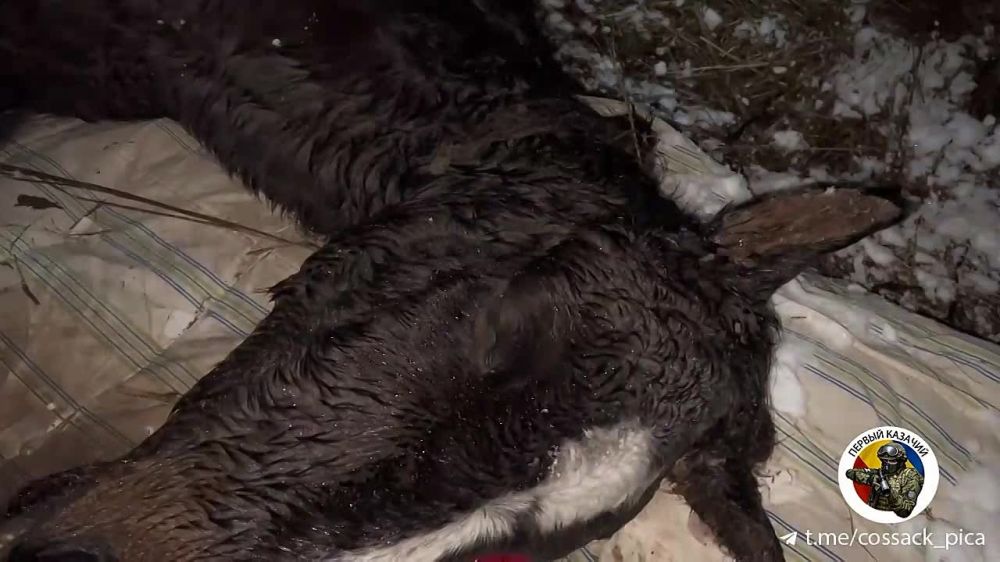 ������ ������ ���������� ��������� �� ����������� ����