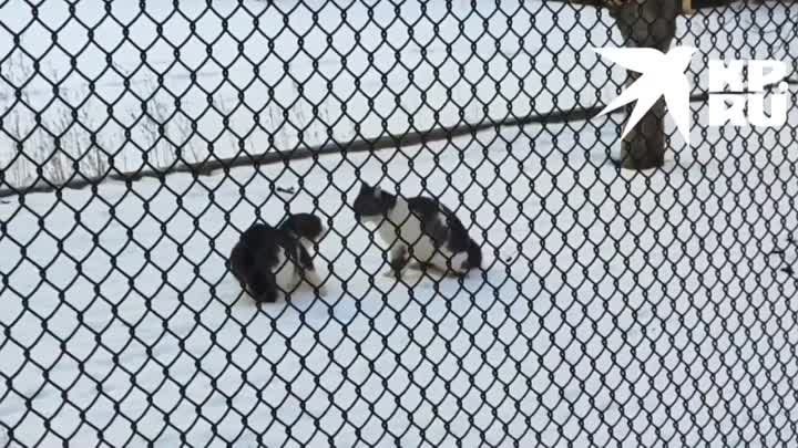 -. - *. * ������� � ������ � ��������