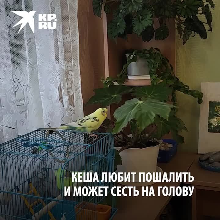 ��������� ����: ������� ���� � ��������� ������� ������ �� ���������� ����������� � ��������� ����� ���