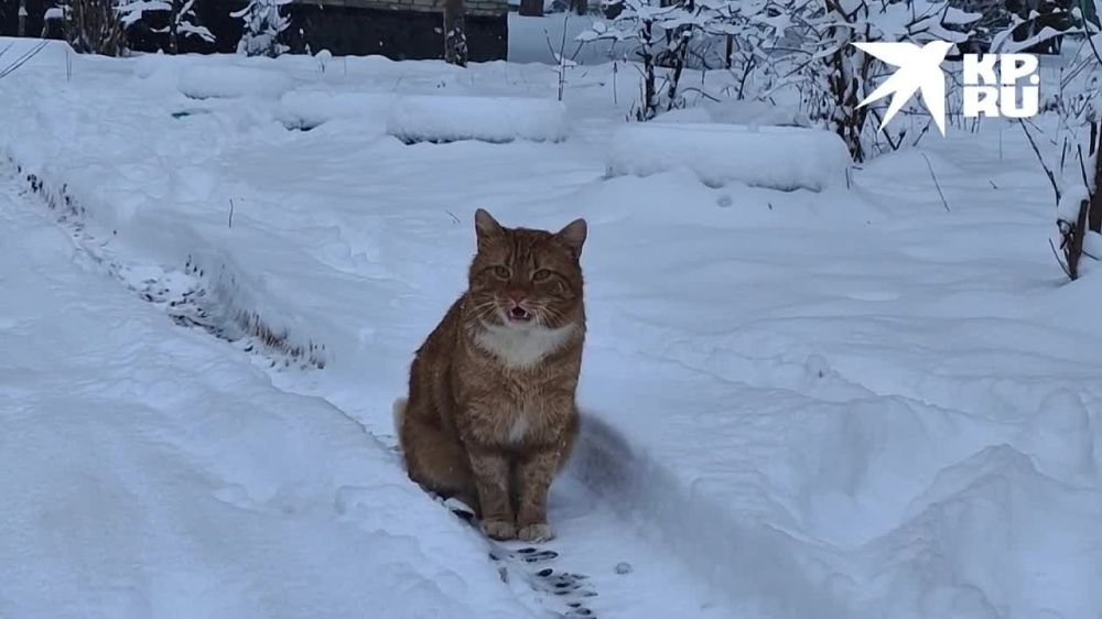 - ����������, � ������� ����� ����?