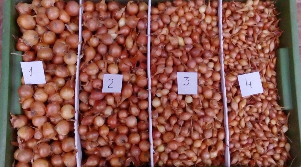 ������ ����������������� �� ������ ����-�����