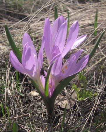 � ��� �� ���������� ������������� ��������� ���������� ������ "�������������" ��������, ����������� ��� ������� ������������ - ��������� ������������, �������� � ���������� � �������� ���� ������