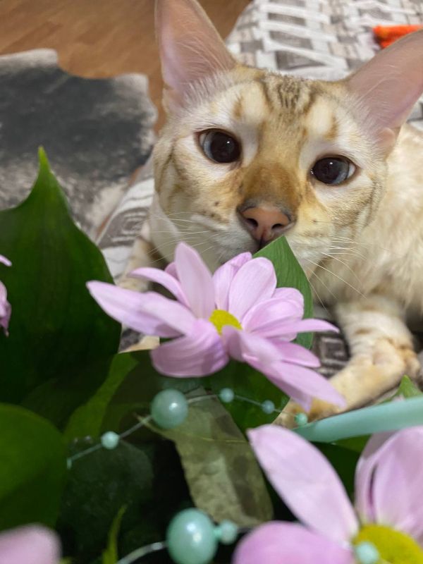 � ������ ���� �����. ���������� ��������� ���� ������� �� ����� ������ ���� ����� ����� ����