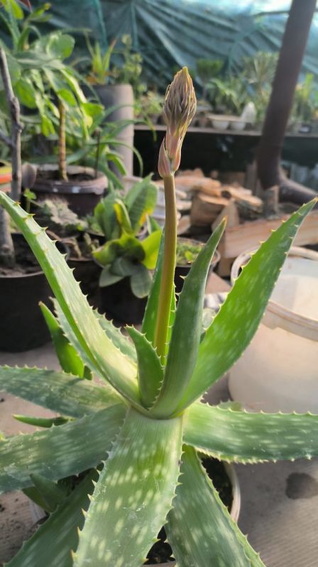 � �������� �������������� ���������� ����������� ���������� �������� ������� ��������� � ��������������� ����� ����