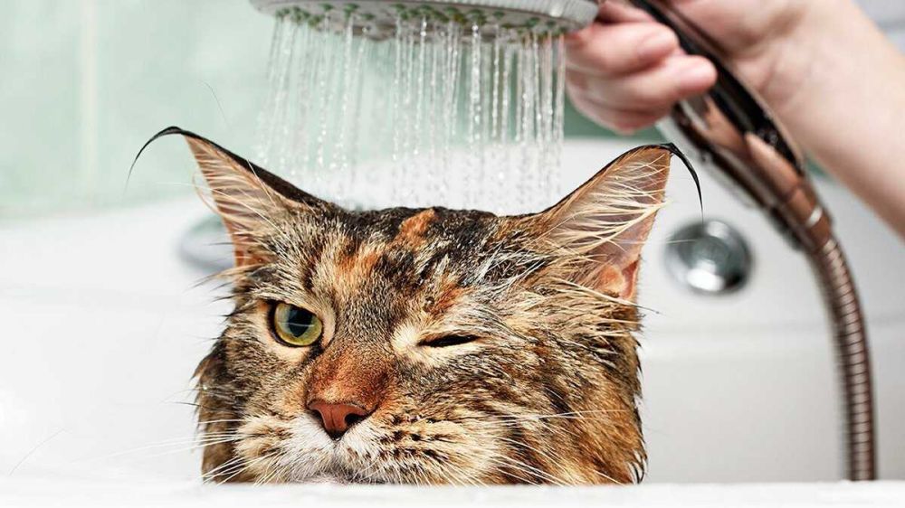 4 ����� � �������� ��� ���������� ��������-����������������� ����� �������������� �� 19:00 ���������� ������ ���� �� �������: