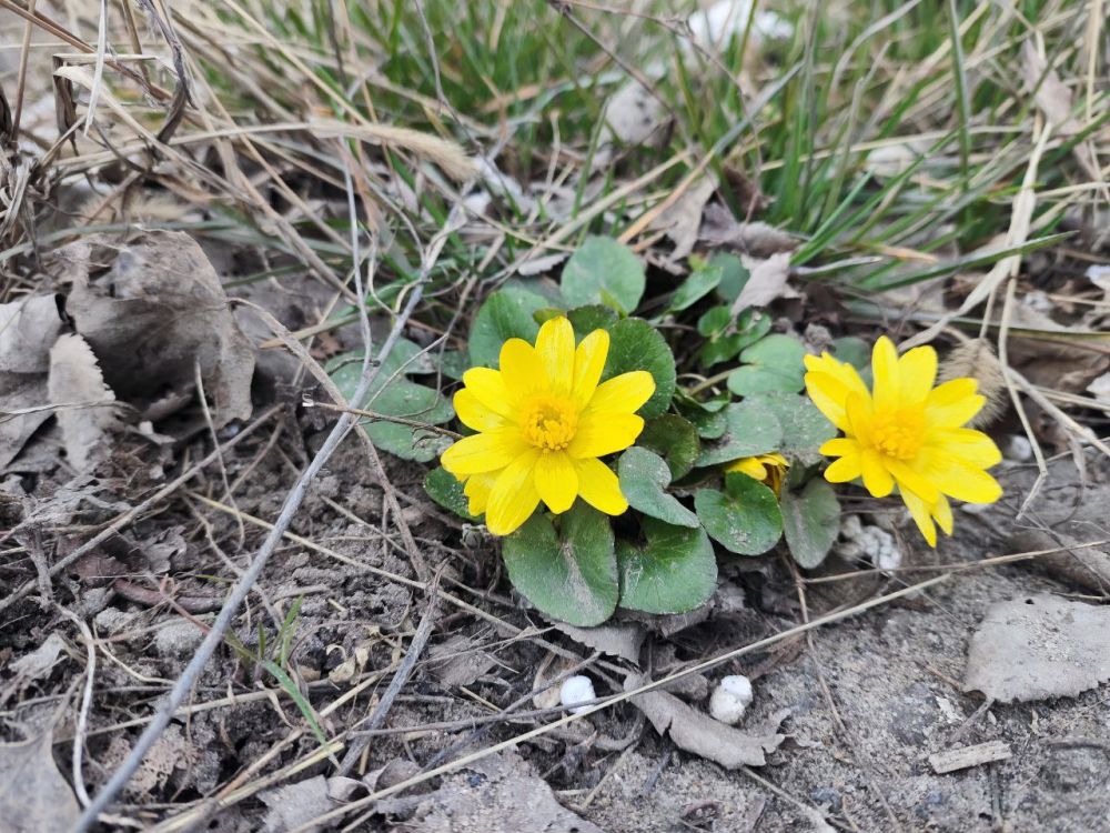 � �������� ��������� �������� �����