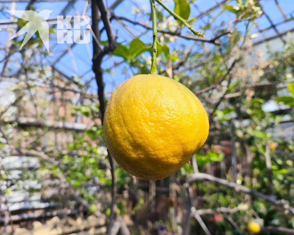 ��� ������� ������� �� ��������� �� ������ ���������