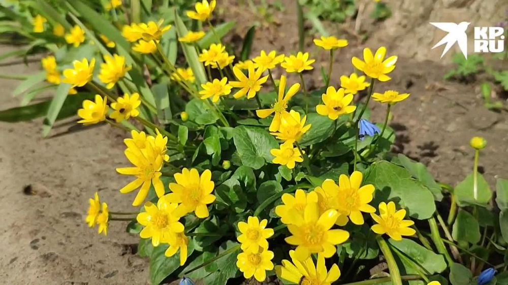 ��������� ���� ��������� ����� ������� �������� � ��������