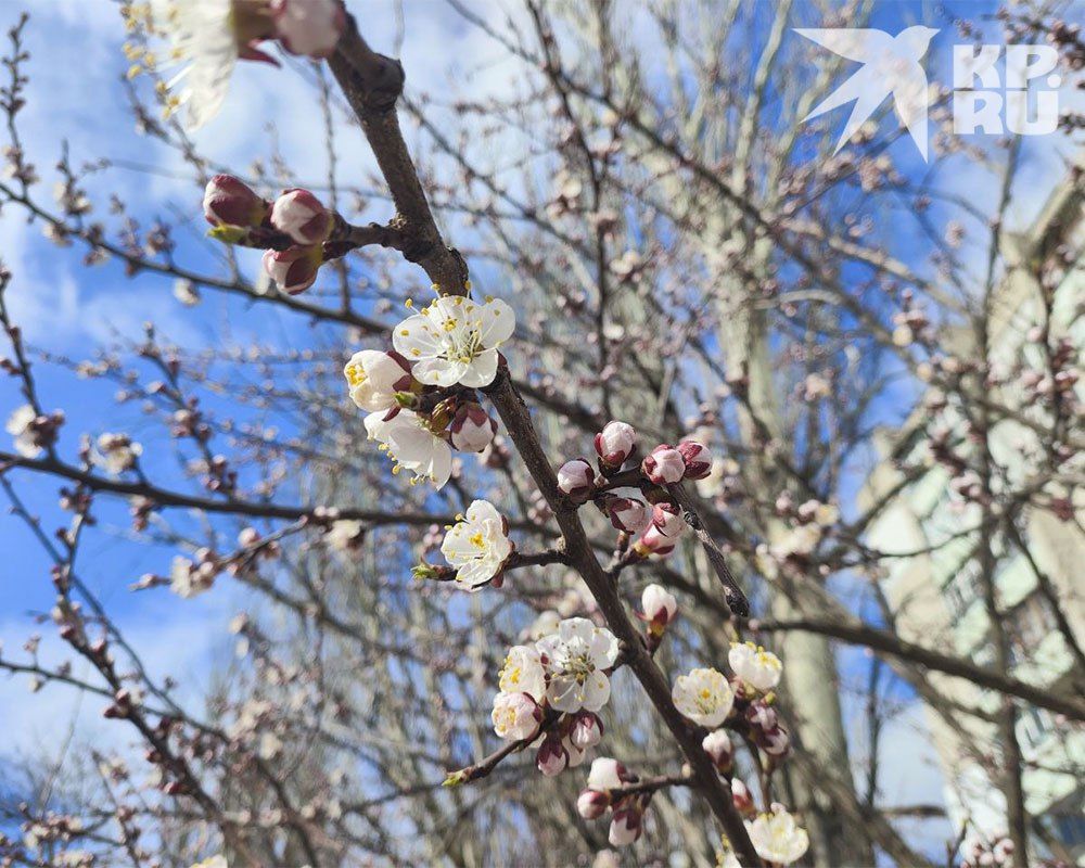 ���� ������� ����������