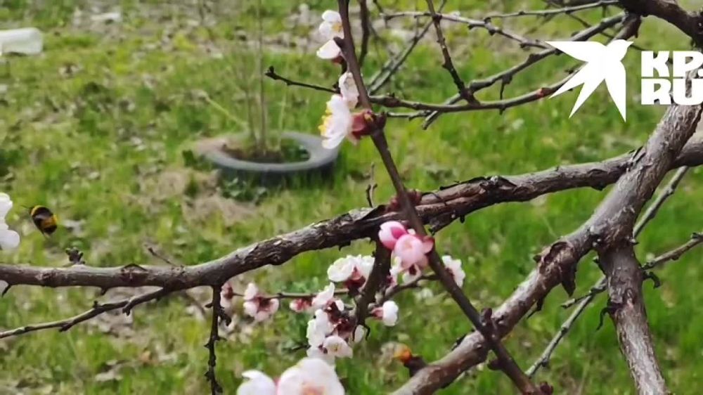 ���� ����� ��-��������