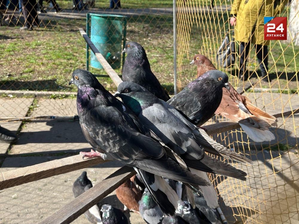 ��������� ���� ����������� ����������� � ������ � �������� �������� �������, ������ � ������������ ����