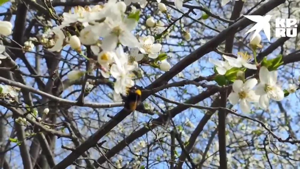 � �������� ������� ������� �����