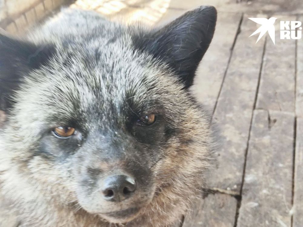 �����������, ���. ����� ���������� ��� ���� � ��������� ��������