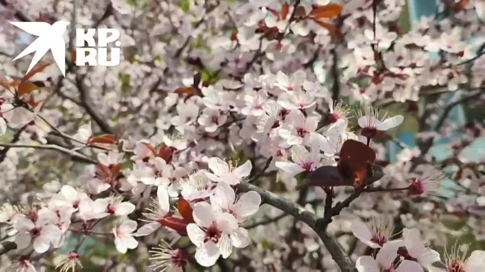 � �������� ����� ������� �����