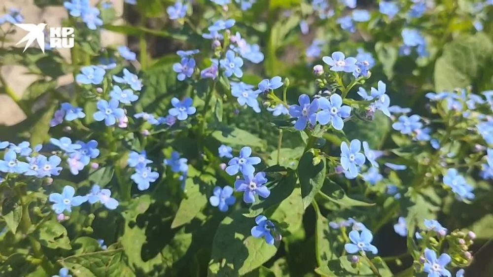 � ����� ����� ��������� "������" ��� ��������� ���������