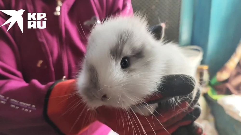 ����� ������. ���� ������� ������� � ���������