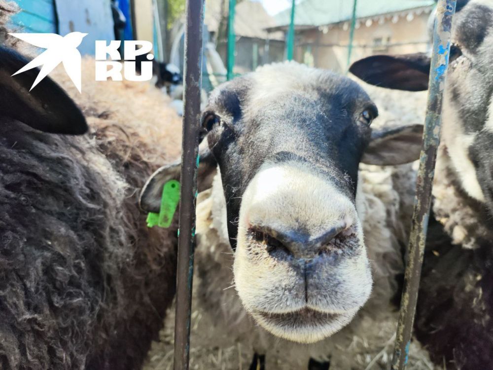 ������� ���. � ��������� � �������� ���� ����� ��������