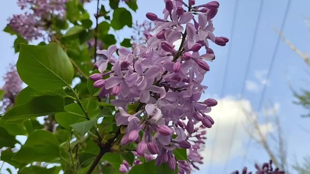 ������� ������. �� ��������� ������, � �� ����� ��� ����� ������