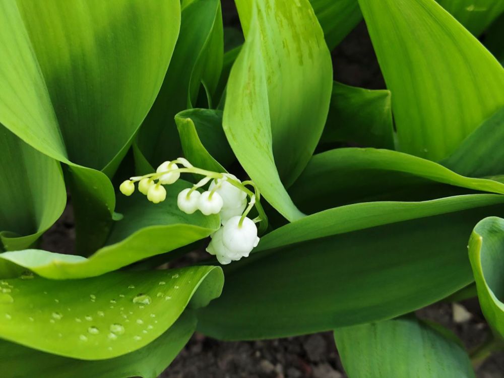 ������ �������. � �������� ��������� ������ �������