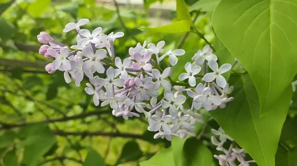 ������� ����� ������ - ����������, ��������� � �����