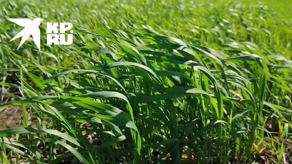 ���� �������. ��� �������� ���� ������ ������� � ����������