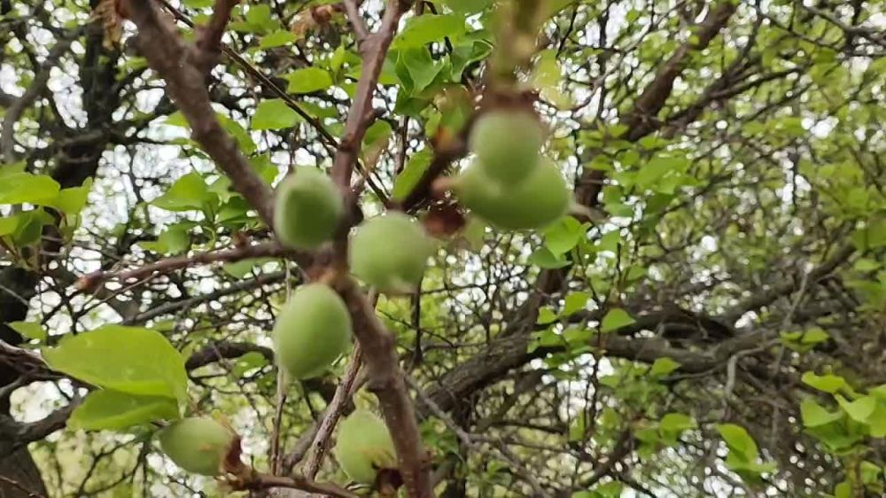 ����� �� ���� ��������� ����������