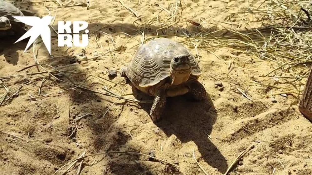 �������� � ���������. ��� ������, ��� �������� ��������� ��������? ��� ���������� ��������� � ����� 1 ��� � �������� ������ �� ������ � ������������ ���������