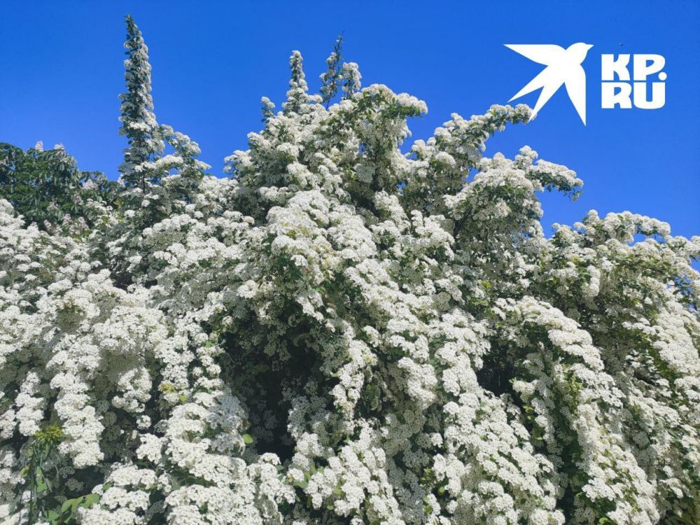 ���� "������" � ��������