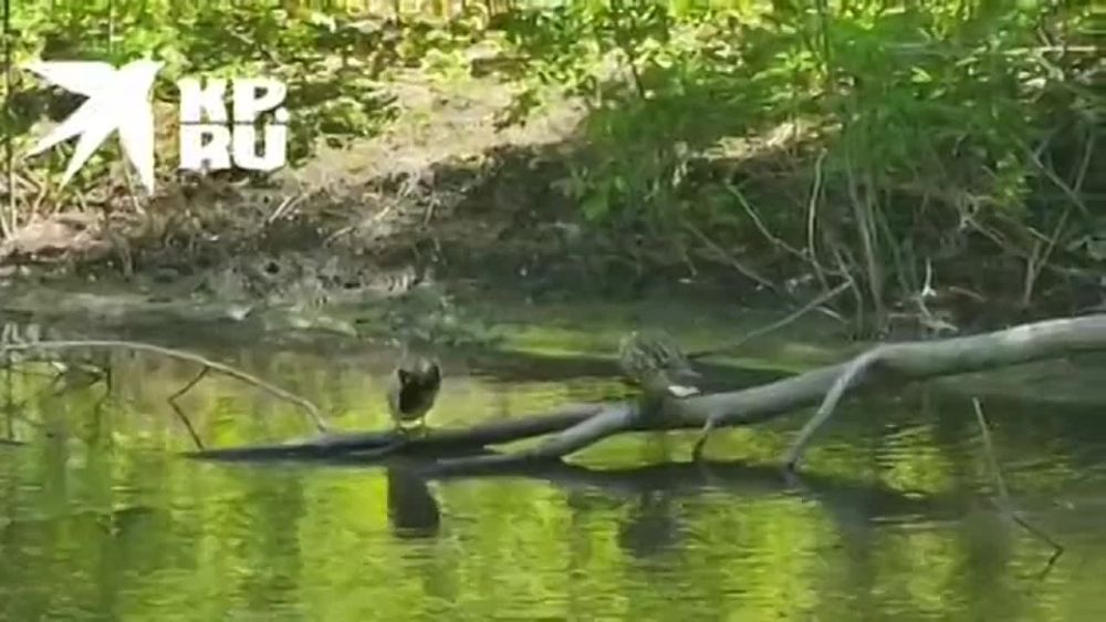 ��� ������, ������� ����� � ����� �������� � ��������