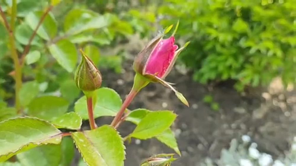 ������������ ����. � �������� ������ ������������ ����