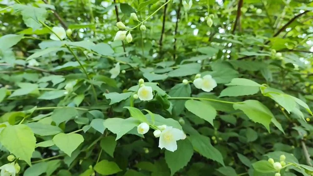 � �������� ����� ������