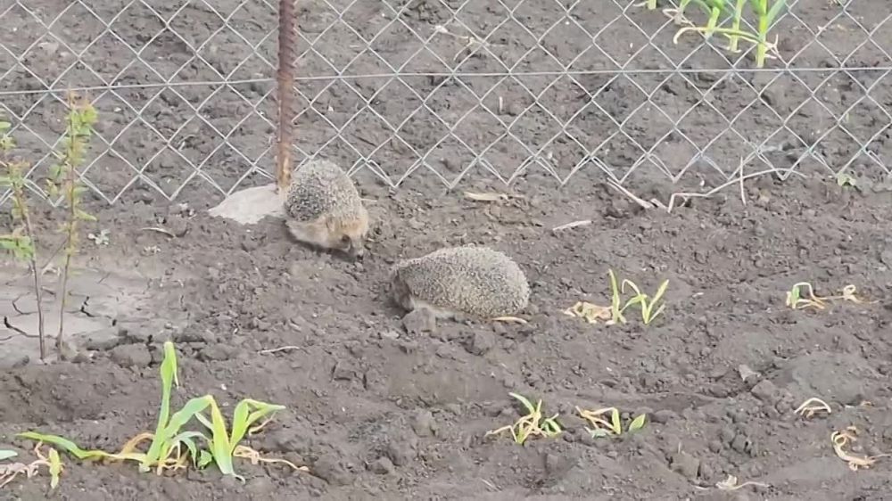 Андрей Марочко: #немногопозитива. Луганские ёжики настолько суровые, что им начхать на неблагоприятные погодные условия и войну. Размножатся нужно